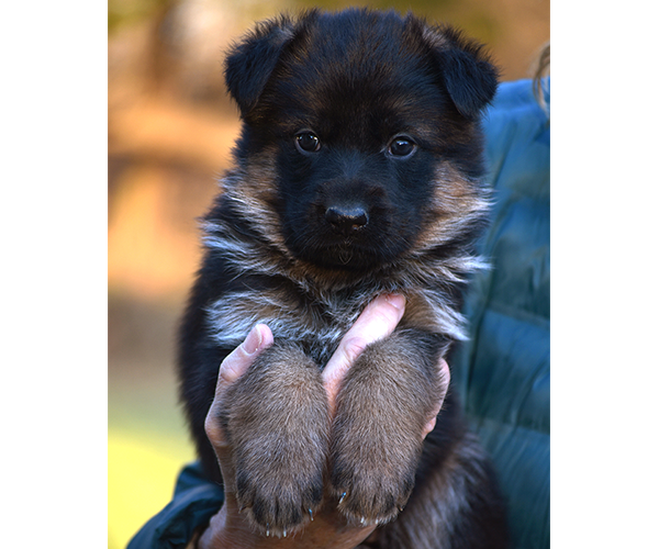 Short Show Plush Coat German Shepherd Male Puppy for Sale in Maryland, Pennsyvania, West Virginia, Virginia, East Coast, the best German Shepherd breeder in the USA